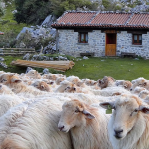 Visit to Idiazabal Cheese Museum + tasting